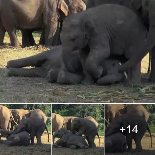 Playful Baby Elephants Frolicking in Mud at a Thai Conservation Reserve